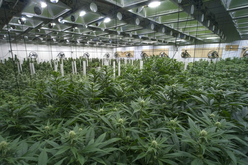Maryland medical cannabis