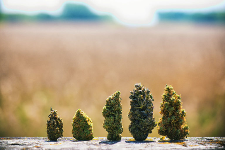 microdosing marijuana benefits