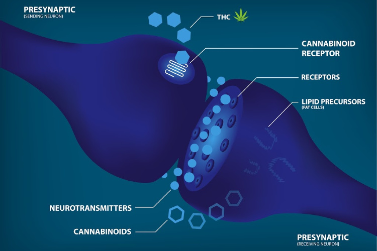 how does cannabis affect the immune system neurons