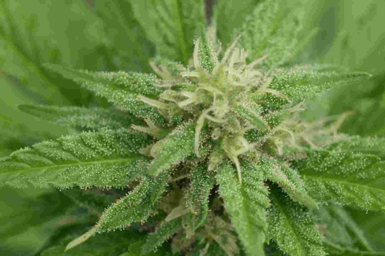Medical Marijuana Dispensary Deals