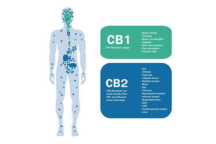 cannabis and autism CB1 and CB2 receptors