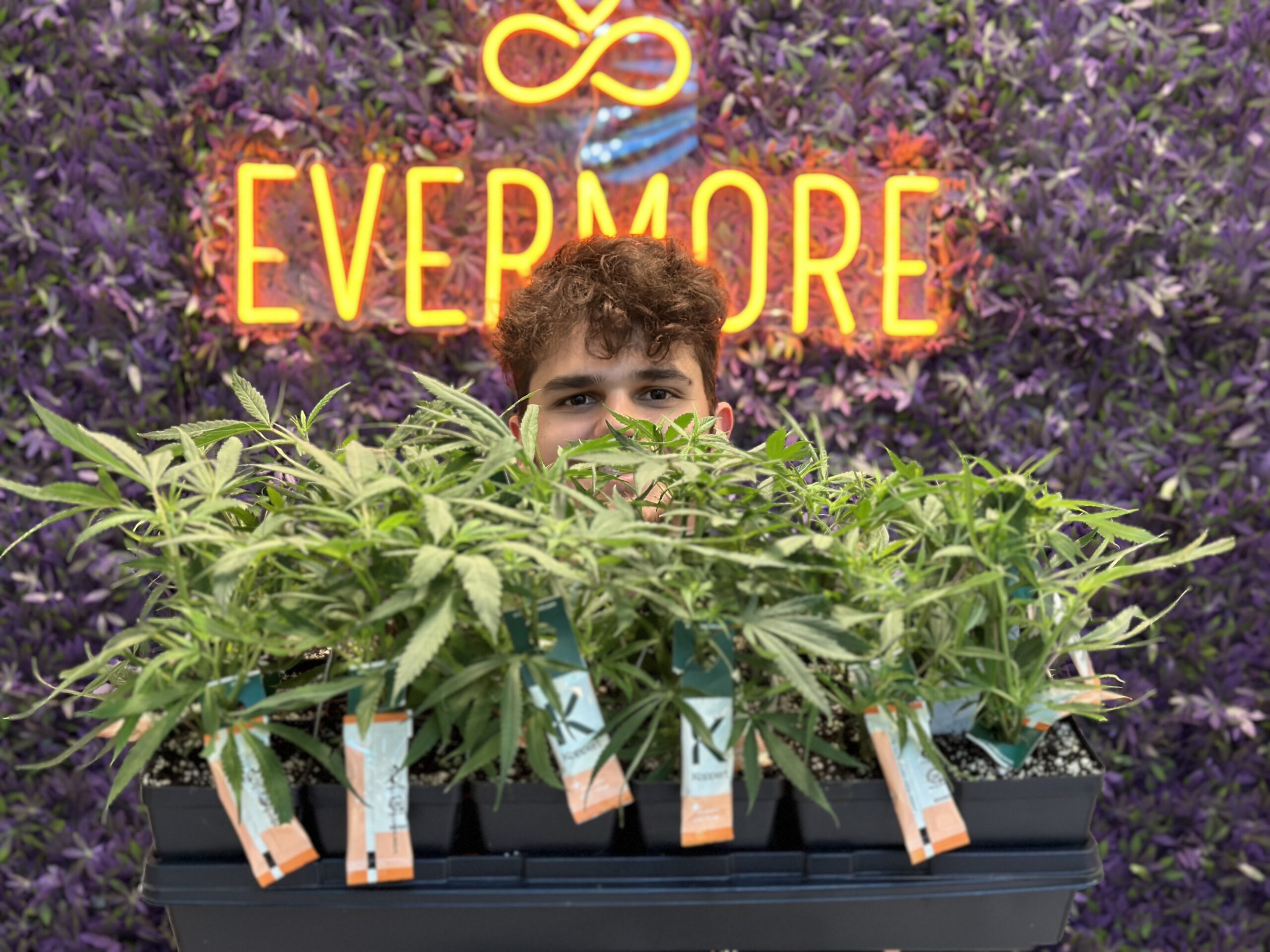 A Green Journey: Growing Cannabis from a Clone - Haven