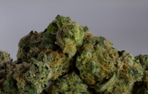 Animal Mint Cookies by Nature's Heritage